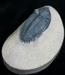 Beautifully Preserved Metacanthina Trilobite #7028-5